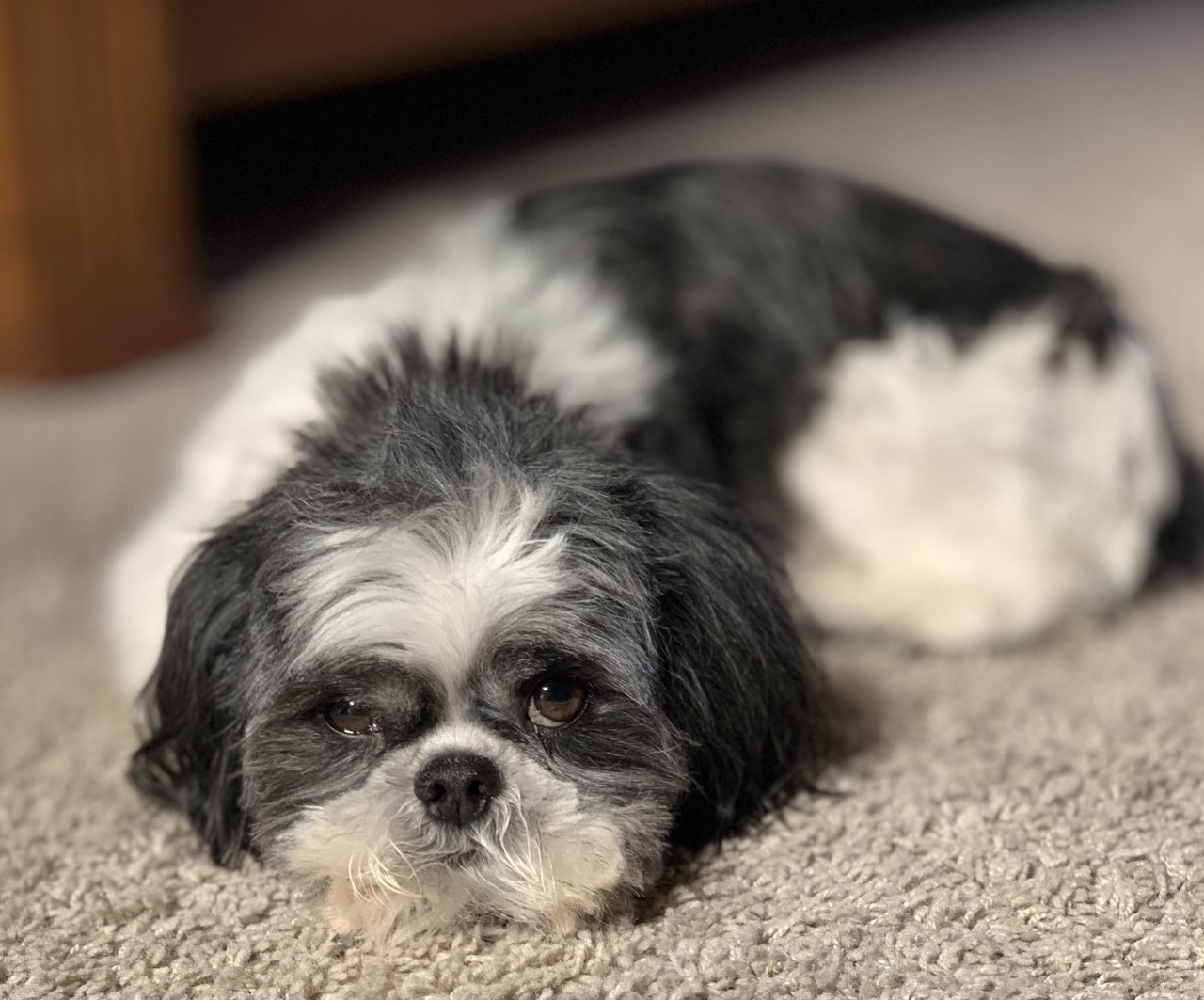 Classic Kennels Shih Tzu Pup Pics